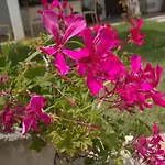 Perla